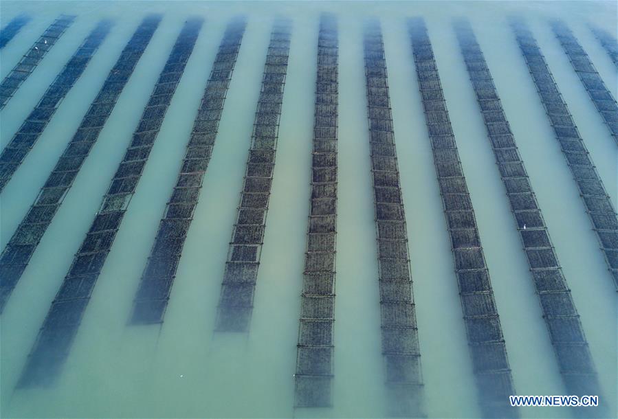 CHINA-FUJIAN-SEAWEED-HARVEST(CN)