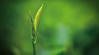 這片樹葉，改變了世界！