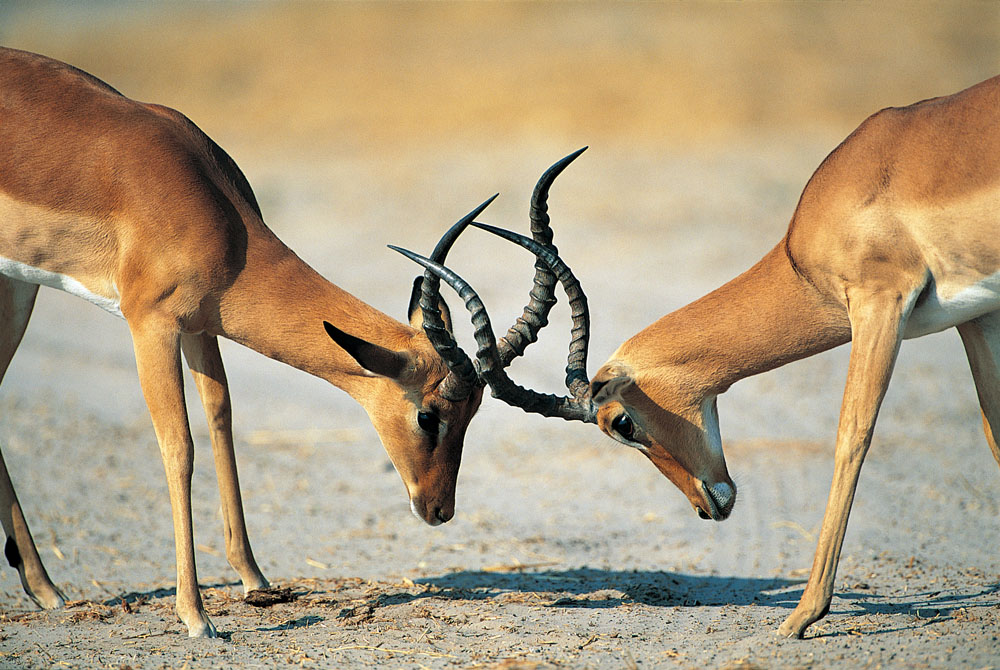 方正集團(tuán)三高管接受調(diào)查 方正、政泉纏斗始末