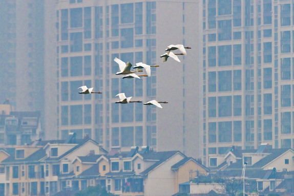 江西經(jīng)濟(jì)轉(zhuǎn)型求變：注入生態(tài)、創(chuàng)新、智能多重因子