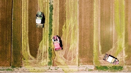 夏糧，穩(wěn)！