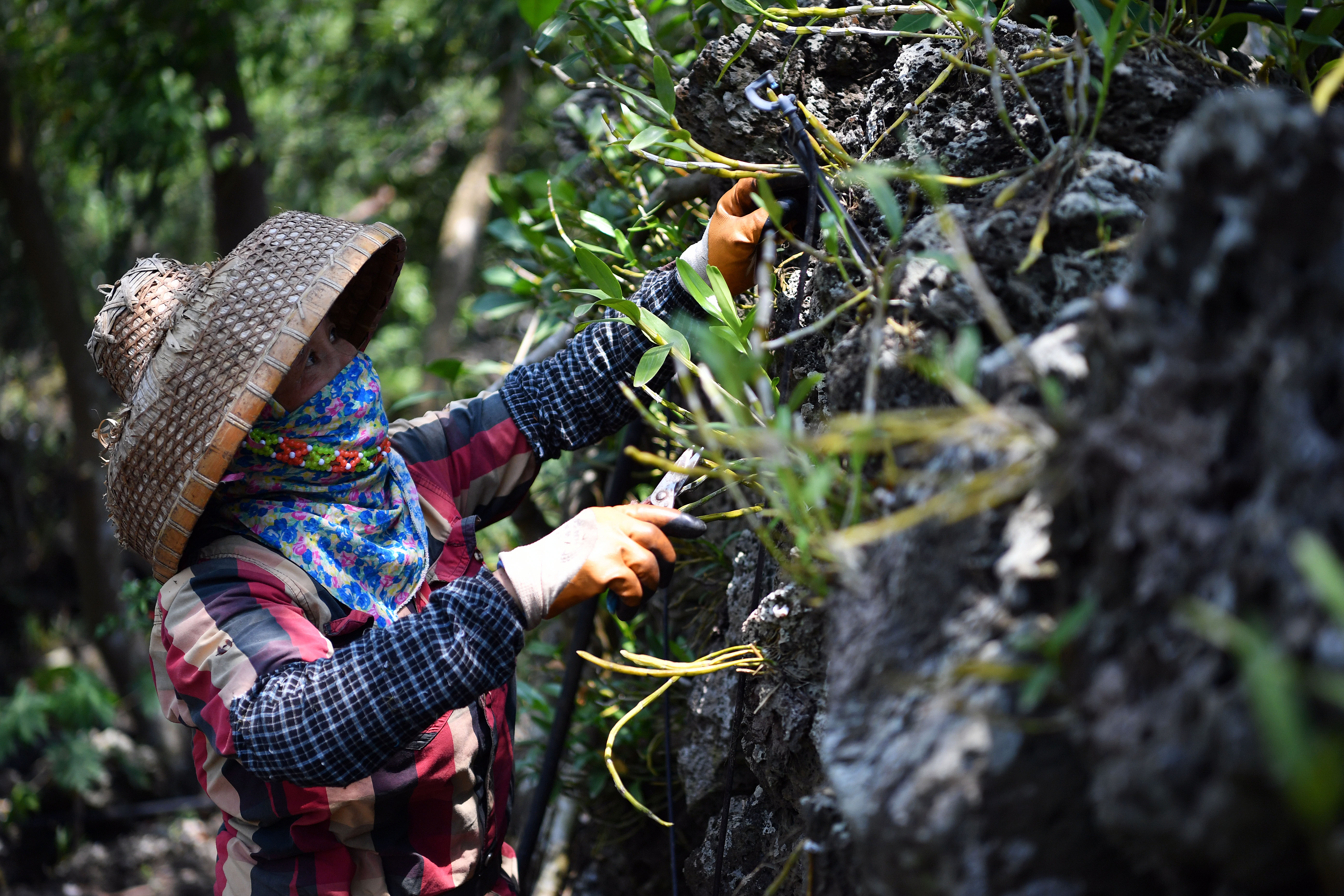 【圖集】海南施茶村：火山石上開出幸?；? /></a>
            <p class=
