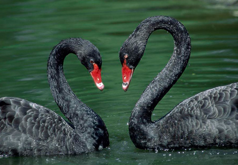 ?？低?ldquo;黑天鵝&rdquo;驚魂兩天