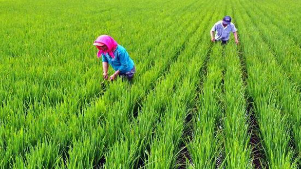 商業(yè)性農產品收入保險入列