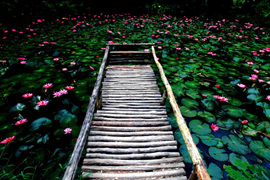 踱步花間，邂逅美麗