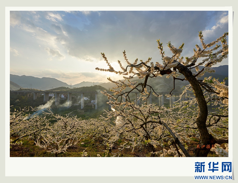 李花白，彩霞紅，春意濃