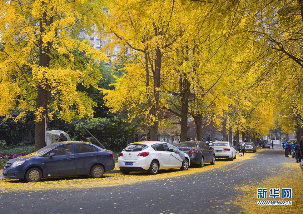 冬日暖陽，成都的銀杏已滿地