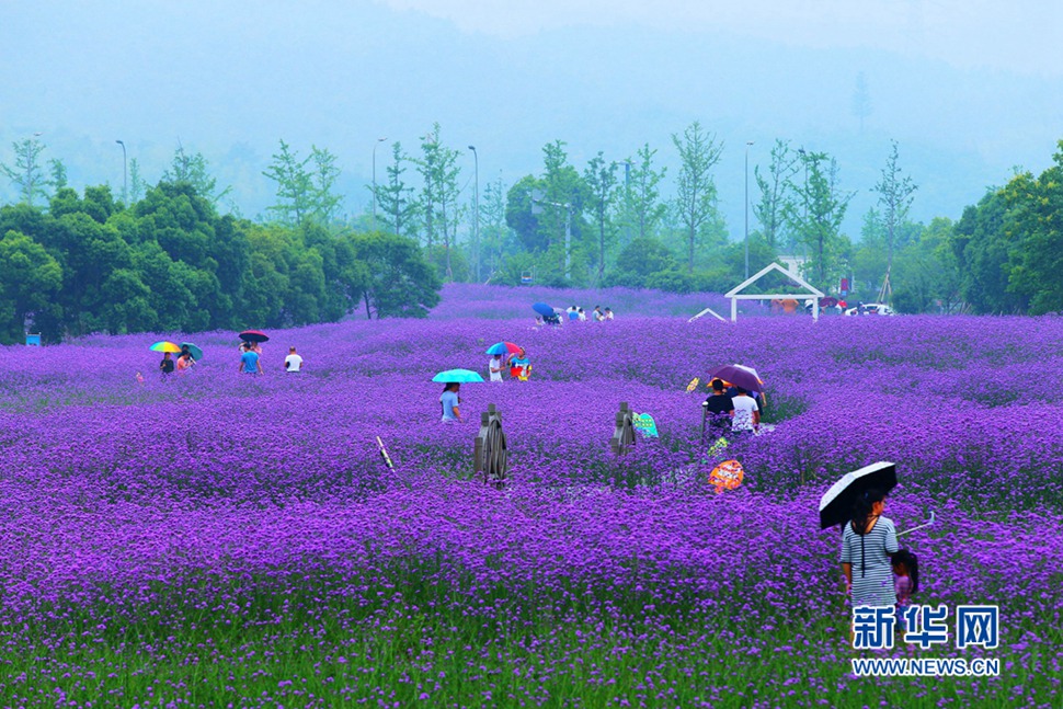 雨中游蓀湖花海，美翻了！