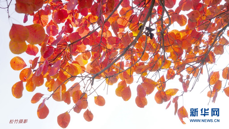 《霜葉紅于二月花》