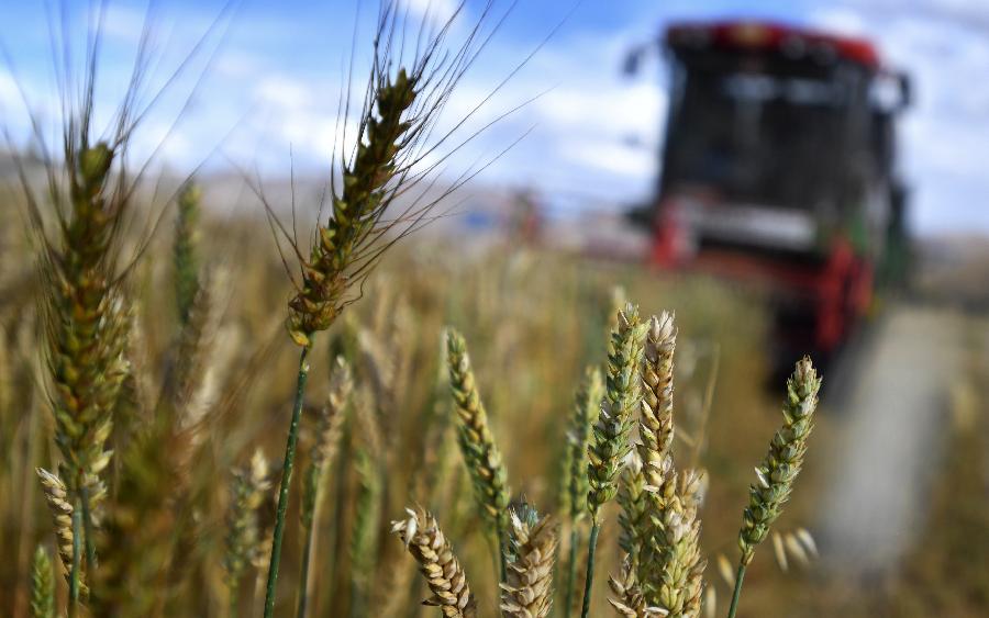豐收的喜悅！看，各地秋收忙