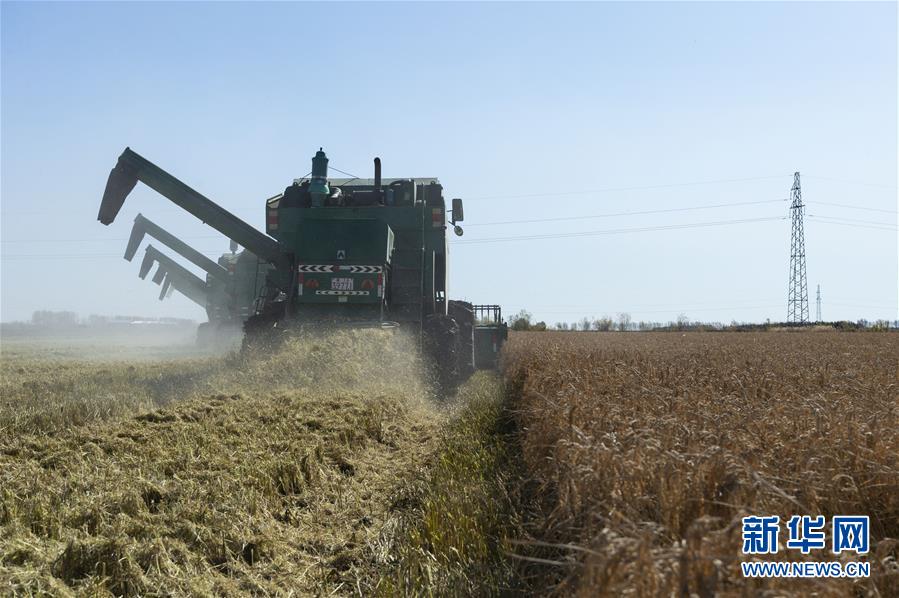 （社會(huì)）（3）&ldquo;北大荒&rdquo;秋收忙