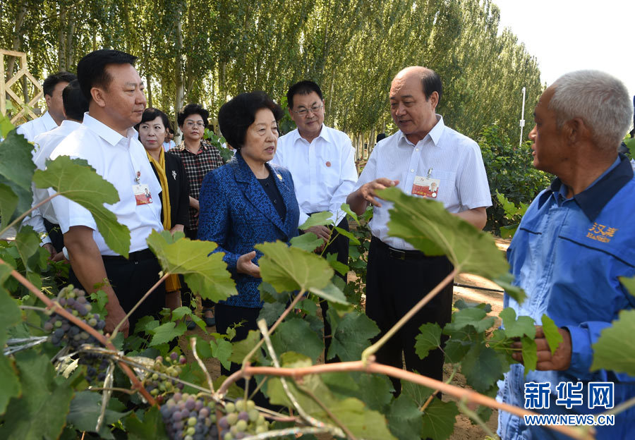 8月9日，中共中央政治局委員、中央統(tǒng)戰(zhàn)部部長、中央代表團副團長孫春蘭率中央代表團三分團，先后赴內(nèi)蒙古自治區(qū)烏海市、阿拉善盟看望各族干部群眾。這是孫春蘭在烏海市漢森酒業(yè)集團的葡萄種植園了解葡萄種植情況。新華社記者 任軍川 攝