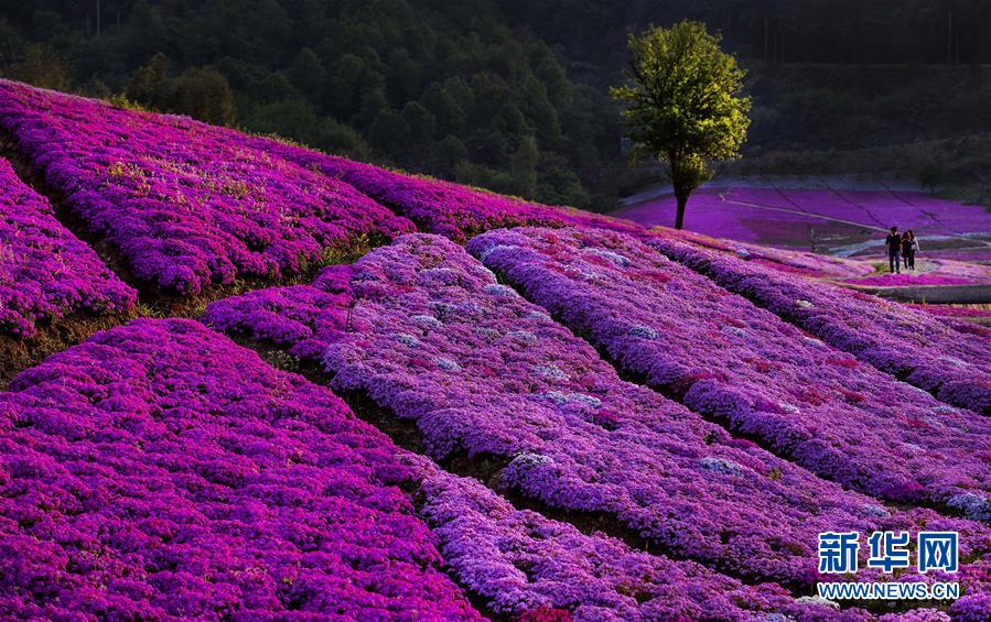 （壯闊東方潮 奮進新時代&mdash;&mdash;慶祝改革開放40年）（9）美麗中華大地書寫綠色傳奇