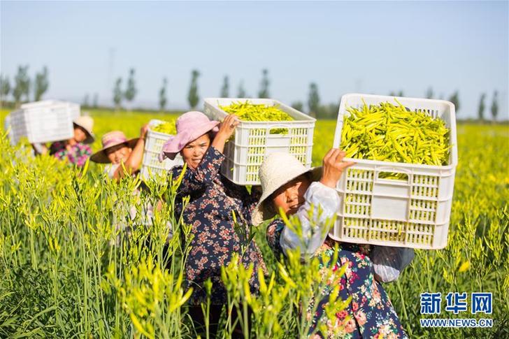 （在習(xí)近平新時(shí)代中國(guó)特色社會(huì)主義思想指引下&mdash;&mdash;新時(shí)代新作為新篇章&middot;鄉(xiāng)村振興戰(zhàn)略&middot;圖文互動(dòng)）（1）一株忘憂草，萬(wàn)家喜眉梢&mdash;&mdash;山西省大同市云州區(qū)黃花產(chǎn)業(yè)扶貧觀察