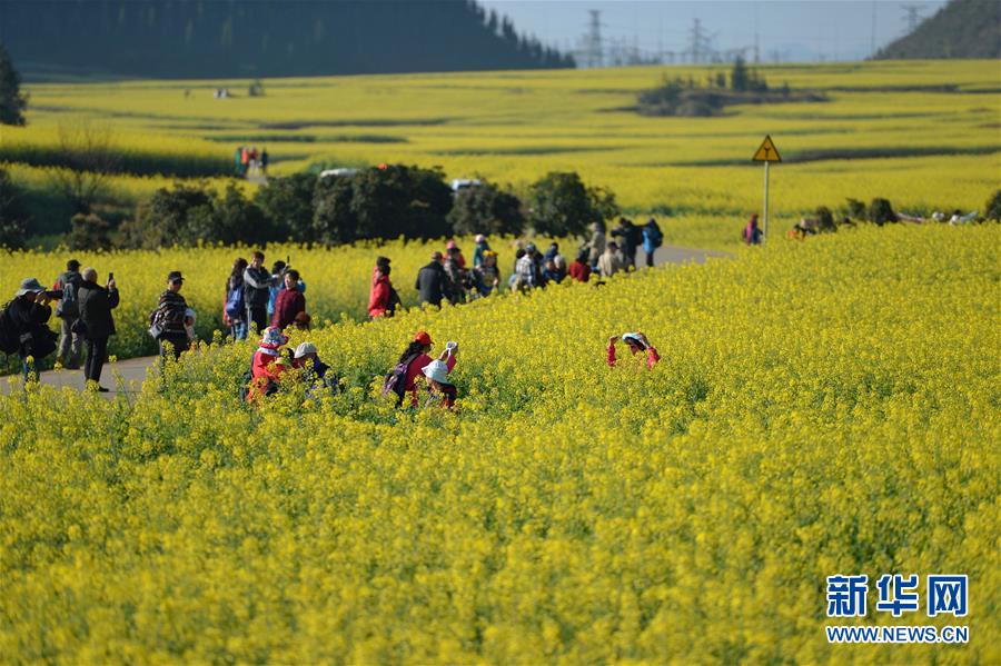 （在習(xí)近平新時(shí)代中國(guó)特色社會(huì)主義思想指引下&mdash;&mdash;新時(shí)代新作為新篇章&middot;圖文互動(dòng)）（7）高原春來(lái)早 云嶺開新篇 