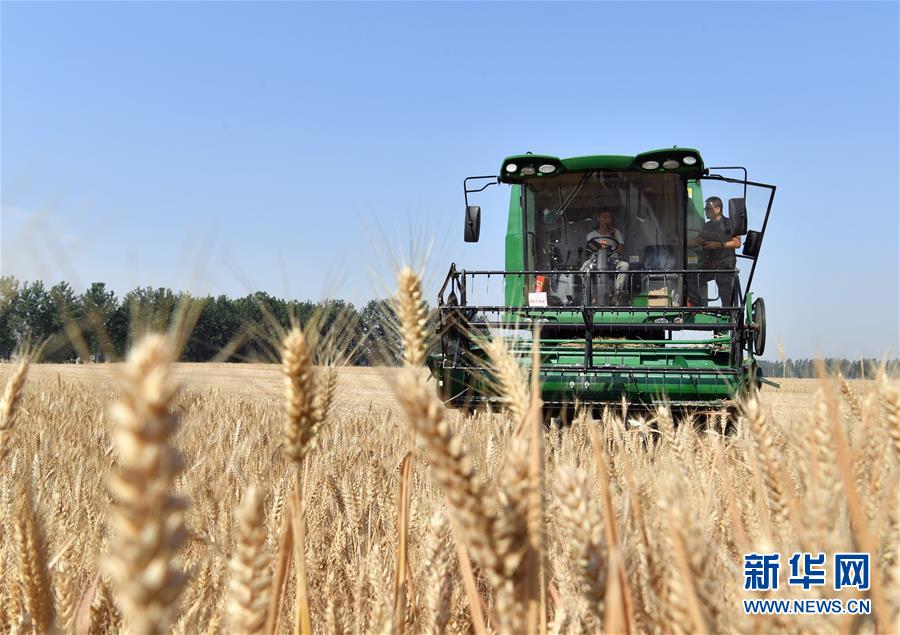 （關(guān)注三夏&middot;圖文互動）（5）麥田&ldquo;后浪&rdquo;的農(nóng)事新說