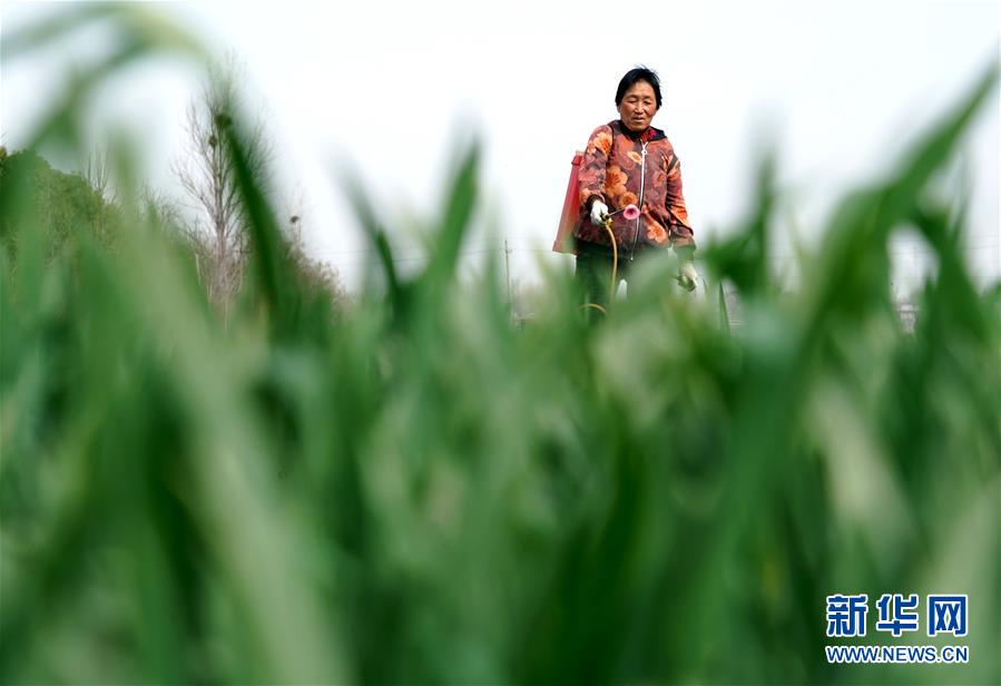 （在習近平新時代中國特色社會主義思想指引下&mdash;&mdash;新時代新作為新篇章&middot;習近平總書記關切事&middot;圖文互動）（4）食為政首&mdash;&mdash;穩(wěn)住農業(yè)基本盤增添發(fā)展底氣