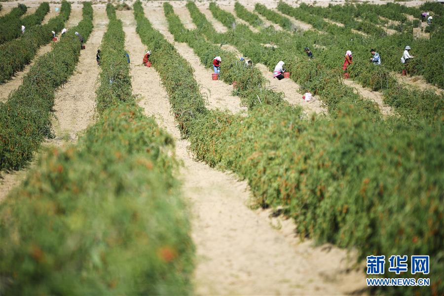 （新華全媒頭條&middot;走向我們的小康生活&middot;圖文互動(dòng)）（7）23萬(wàn)人的命運(yùn)轉(zhuǎn)折&mdash;&mdash;我國(guó)最大易地生態(tài)移民安置區(qū)的脫貧密碼