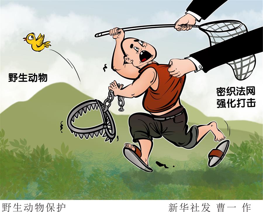 （圖表&middot;漫畫）［新華調(diào)查&middot;聚焦野生動物保護(hù)］野生動物保護(hù)