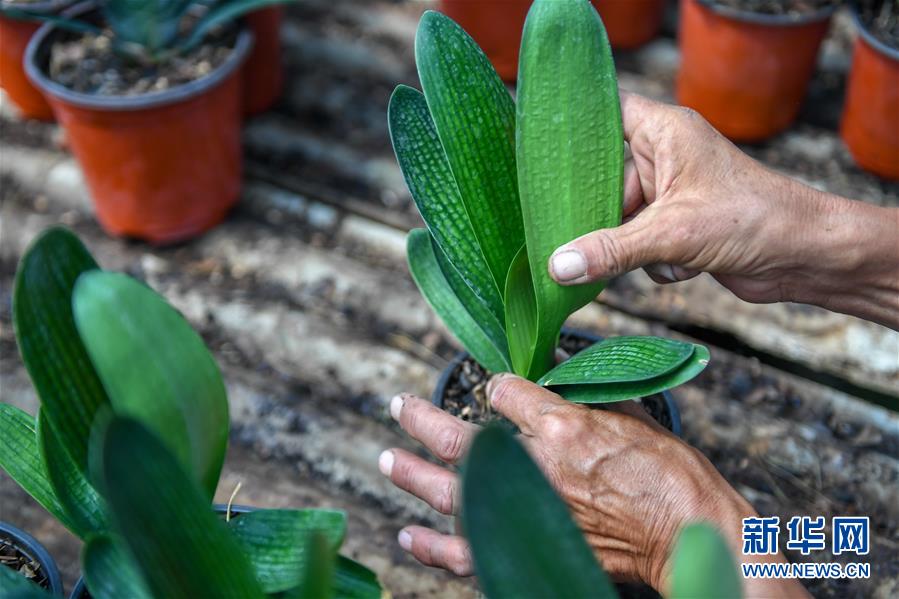 （決戰(zhàn)決勝脫貧攻堅(jiān)&middot;圖文互動(dòng)）（4）君子蘭在脫貧攻堅(jiān)戰(zhàn)場(chǎng)上&ldquo;綻放&rdquo;