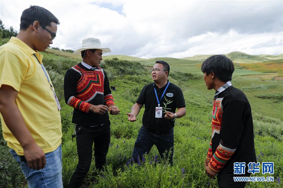 （鄉(xiāng)村振興&middot;圖文互動）（4）涼山深處有&ldquo;黃金&rdquo;