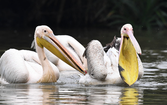 白鵜鶘&ldquo;作客&rdquo;?？? />  
<div>白鵜鶘“作客”?？?/div>
</a>
<a href=