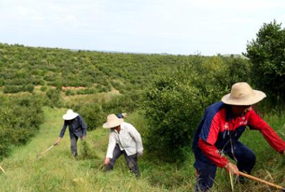 &ldquo;一畝油茶百斤油，又娶媳婦又蓋樓&rdquo;&mdash;&mdash;河南光山走上生態(tài)富民路