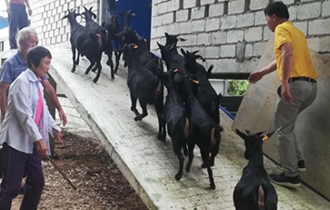 華能?？陔姀S：脫貧攻堅(jiān)齊心力 貧困鄉(xiāng)村煥新顏