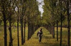 沙漠&ldquo;綠花&rdquo;靜靜開(kāi)