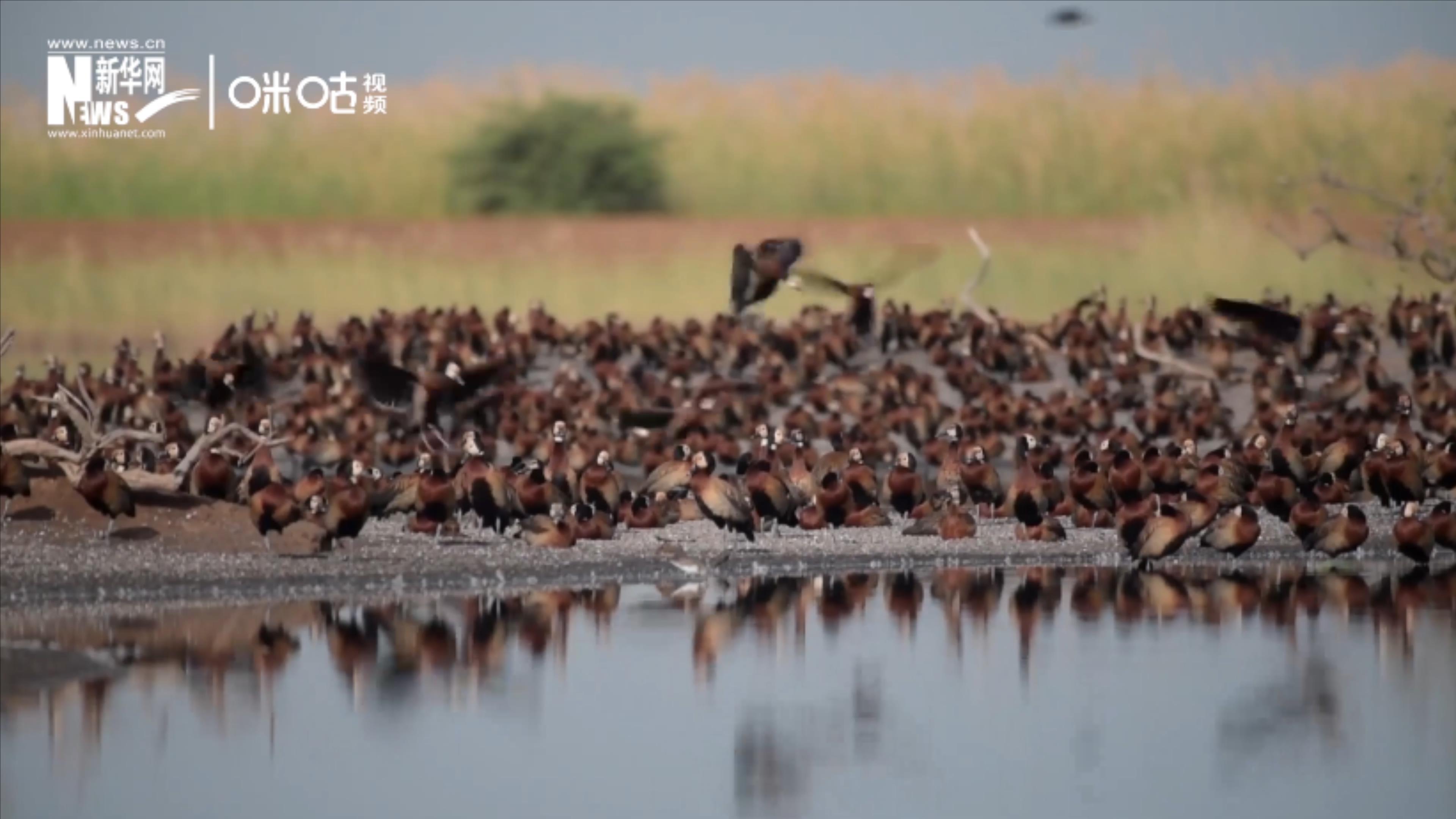 候鳥將人類、生態(tài)系統(tǒng)和世界各國連在一起