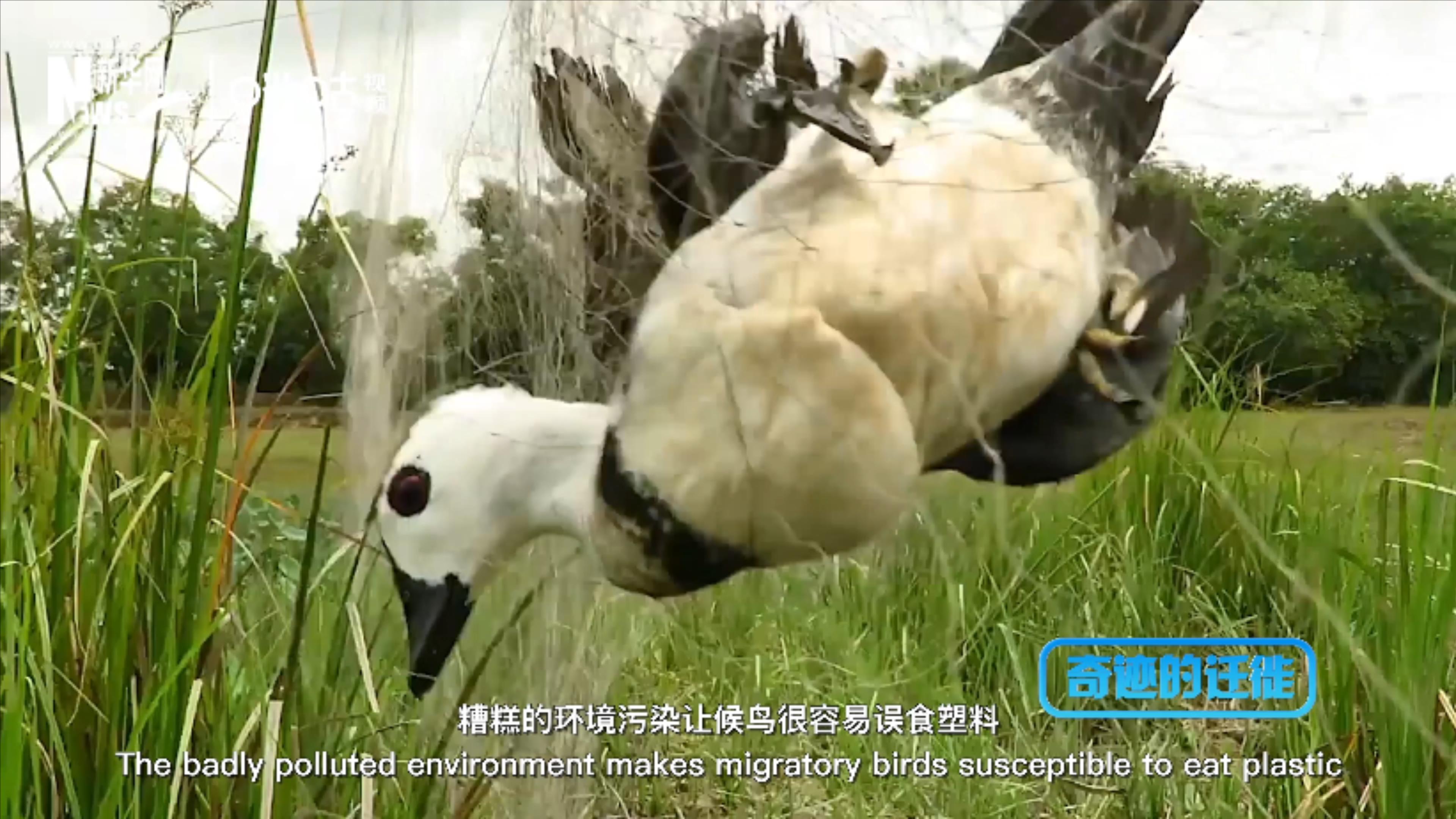 棲息地減少、環(huán)境污染、捕殺正威脅著候鳥的生存