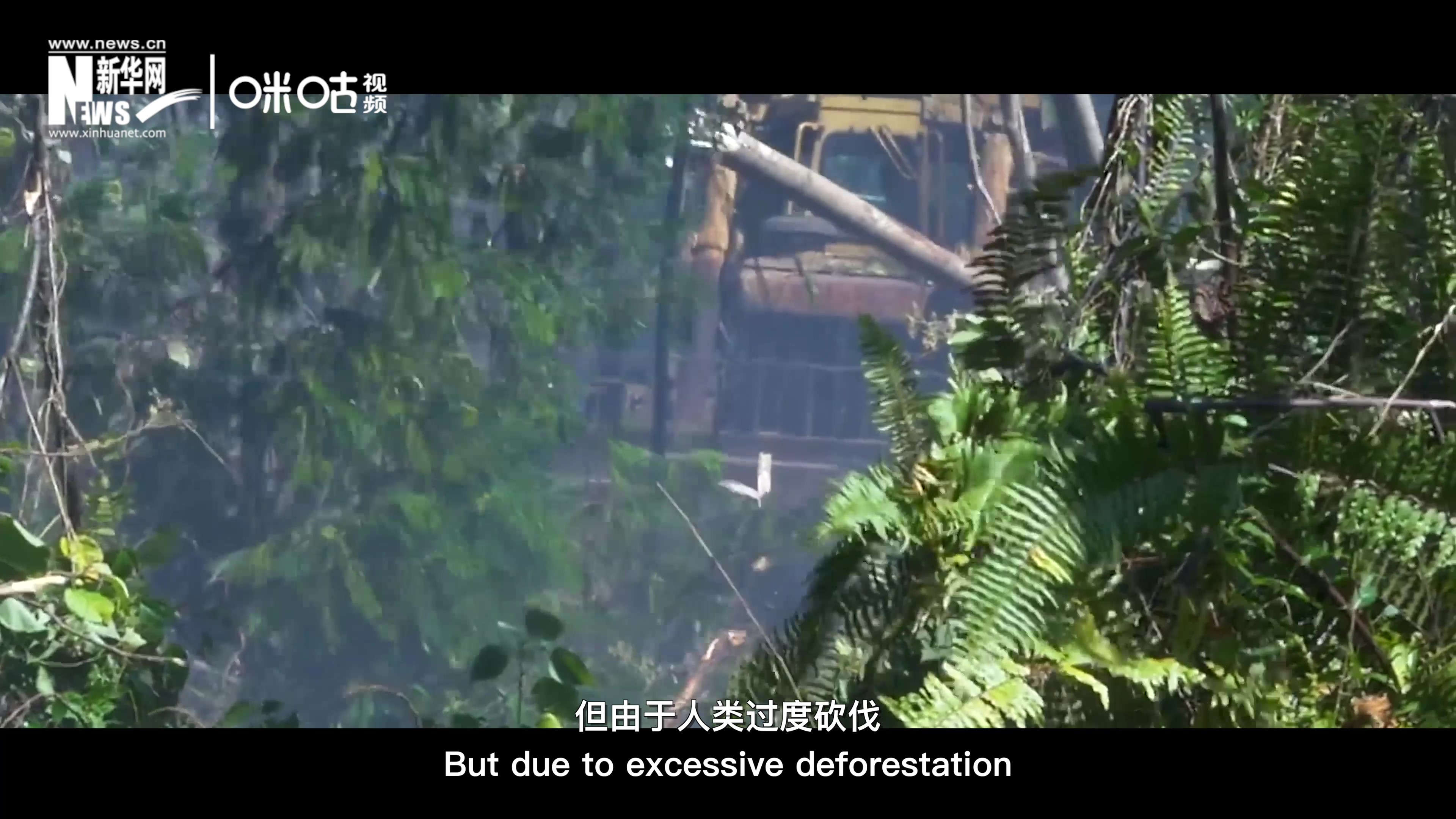 自1990年到現(xiàn)在，全球森林面積減少了1.78億公頃