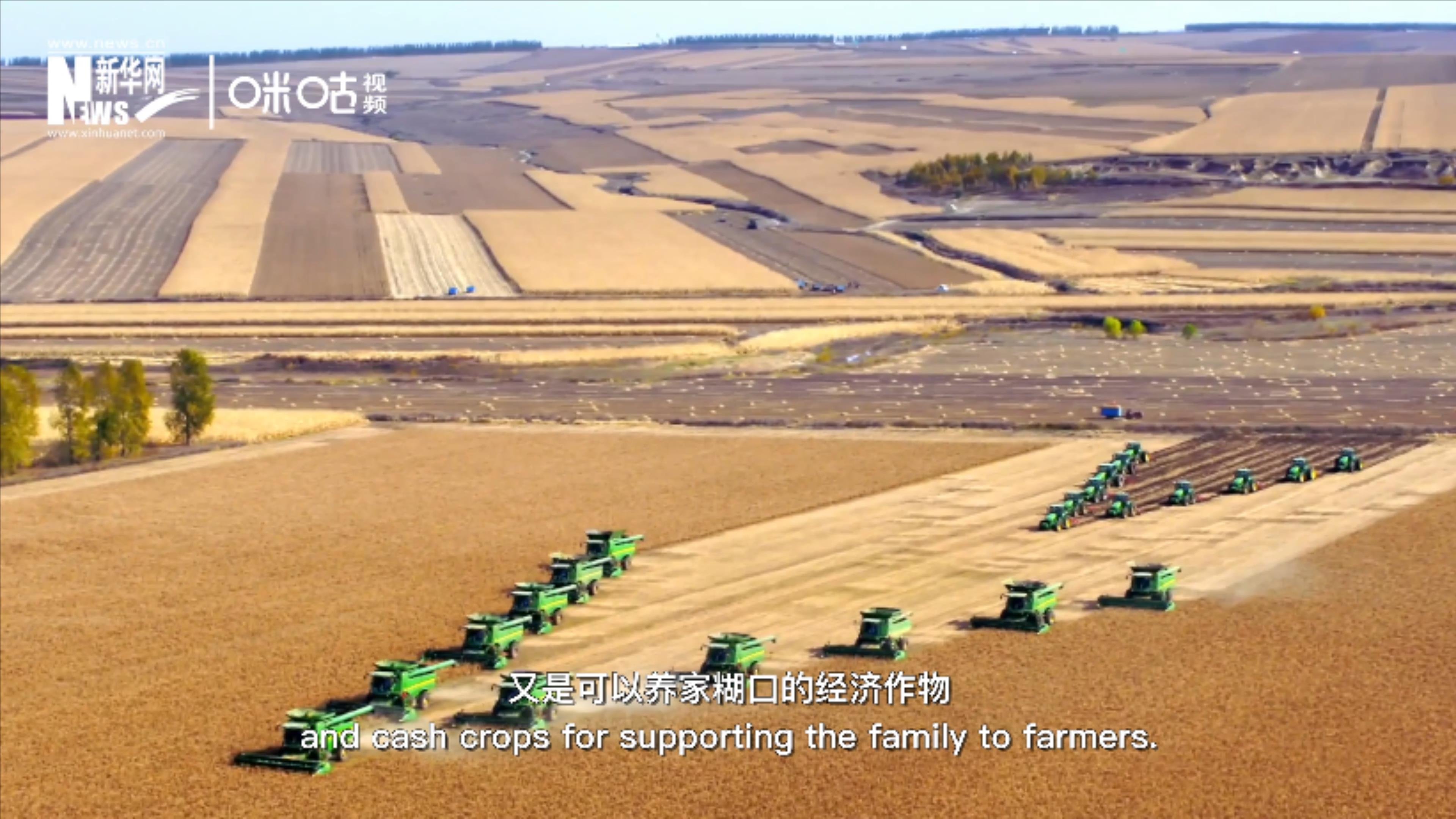 豆類既是可以擺上餐桌的食物，又是可以養(yǎng)家糊口的經(jīng)濟作物