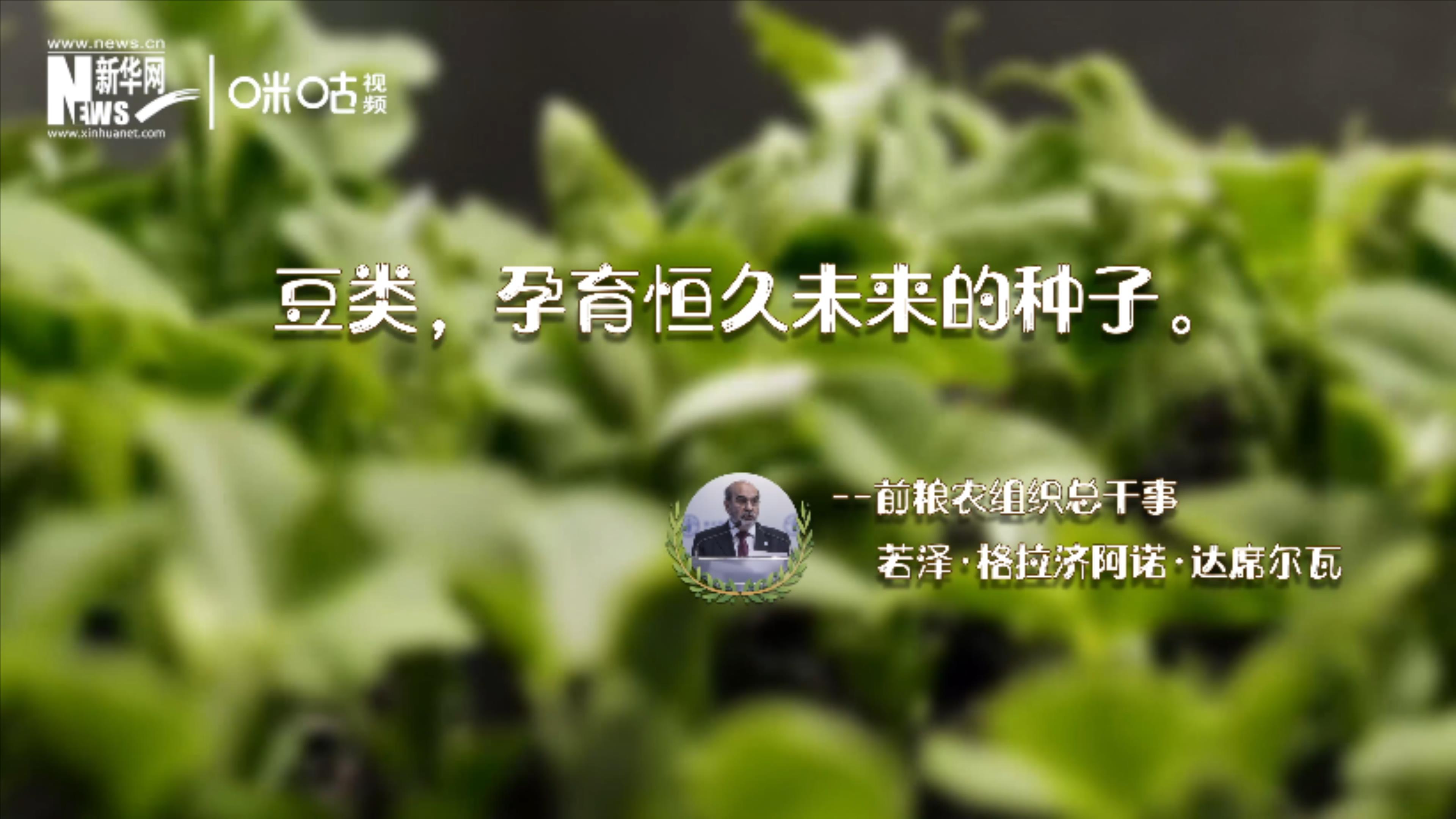 豆類，孕育恒久未來的種子