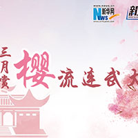 三月賞櫻，流連武大