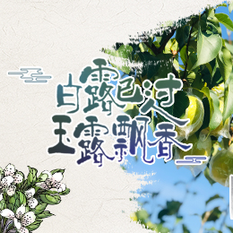 白露已過(guò)，玉露飄香