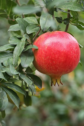 漁家傲&middot;五月榴花妖艷烘