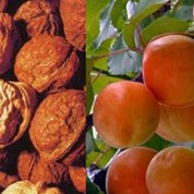 泰山核桃、紅玉杏