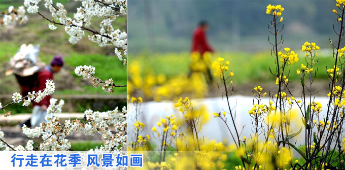 行走在花季 風(fēng)景如畫(huà)