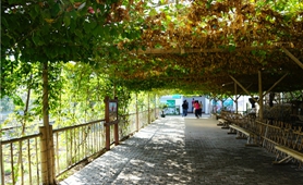 振興鄉(xiāng)村 臺灣&ldquo;新農(nóng)人&rdquo;大有可為