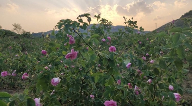 玫瑰花香飄兩岸&mdash;&mdash;陸傳君一家的"云臺(tái)情緣"