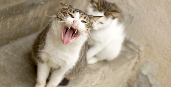 你見過這樣的腹黑貓嗎？