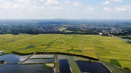 航拍&ldquo;粵西糧倉(cāng)&rdquo;雷州東西洋 早造水稻長(zhǎng)勢(shì)喜人