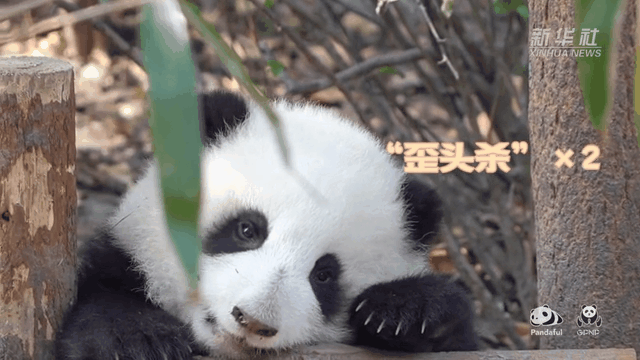 請注意，前方有滾滾發(fā)起近距離&ldquo;歪頭殺&rdquo;