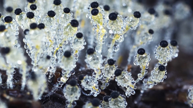 太美了！90后姑娘拍下微觀菌類世界