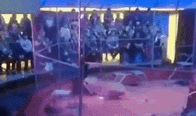 驚險(xiǎn)！ 俄馴獸師遭失控獅子撲咬