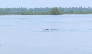 江西彭澤：&ldquo;微笑天使&rdquo;長(zhǎng)江江豚成群出游