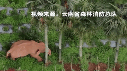 &ldquo;象&rdquo;往何處：獨(dú)象離群一個(gè)月 正&ldquo;苦練武功&rdquo;