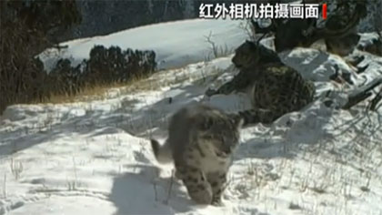 青海玉樹(shù)：雪豹一家三口同框&ldquo;出鏡&rdquo;