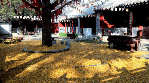 臨沂小伙回老家，爹媽往后備箱里塞活豬